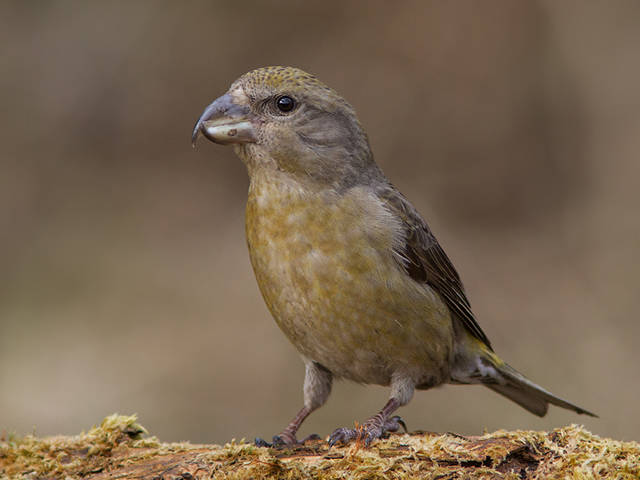 Клёст-сосновик (Loxia pytyopsittacus). Птицы Европейской России.